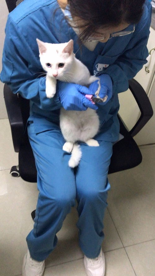 深圳龙岗布吉24小时宠物急诊与上门治疗服务指南