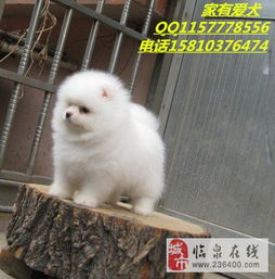 北京泰迪购买指南 从挑选到饲养的全面解析