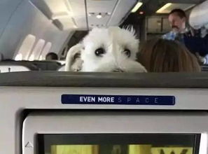 伴我飞翔——关于飞机客舱运输宠物服务的思考与展望