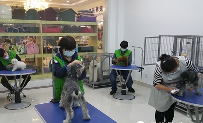 新开宠物店盈利关键 高效促销宠物服务全攻略