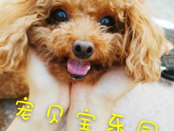 北京宠物寄养新选择 小院单间、专属护理，给爱宠一个温暖的家