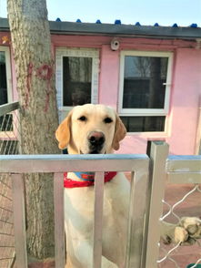 图 平谷宠物寄养猫狗寄养 环境好价格低 长期寄养优惠 北京宠物服务